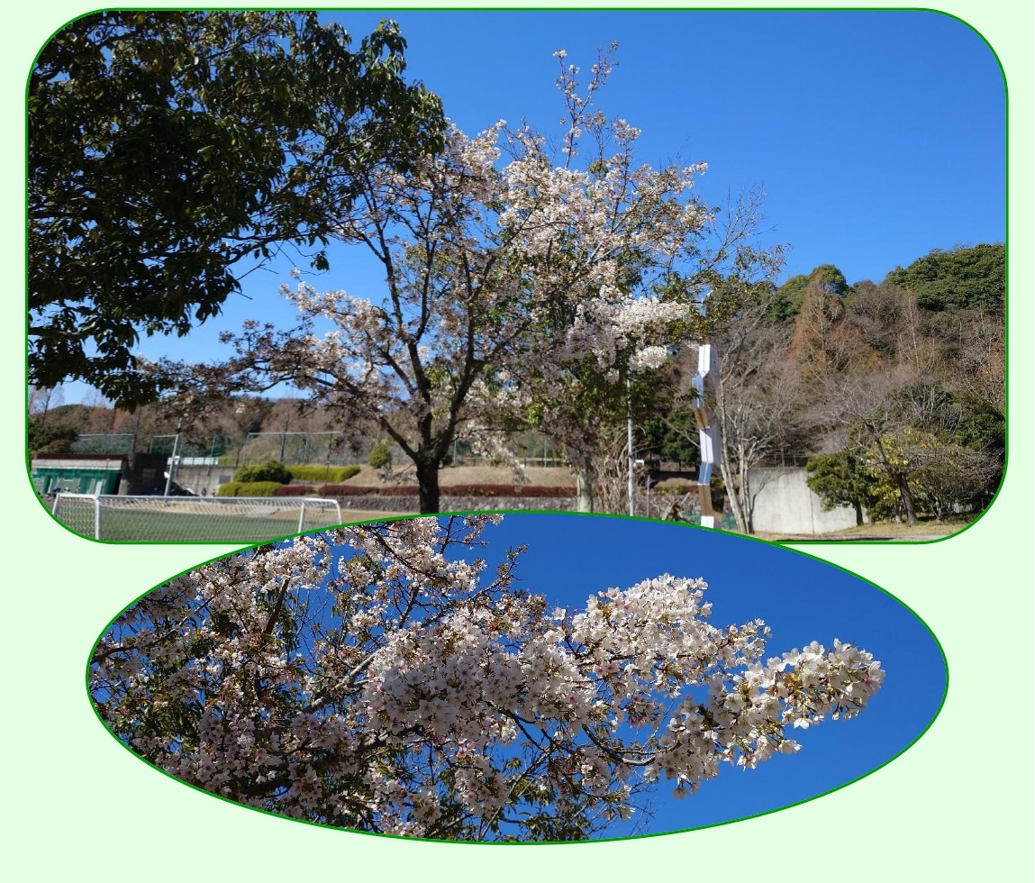 園内の桜✿ |